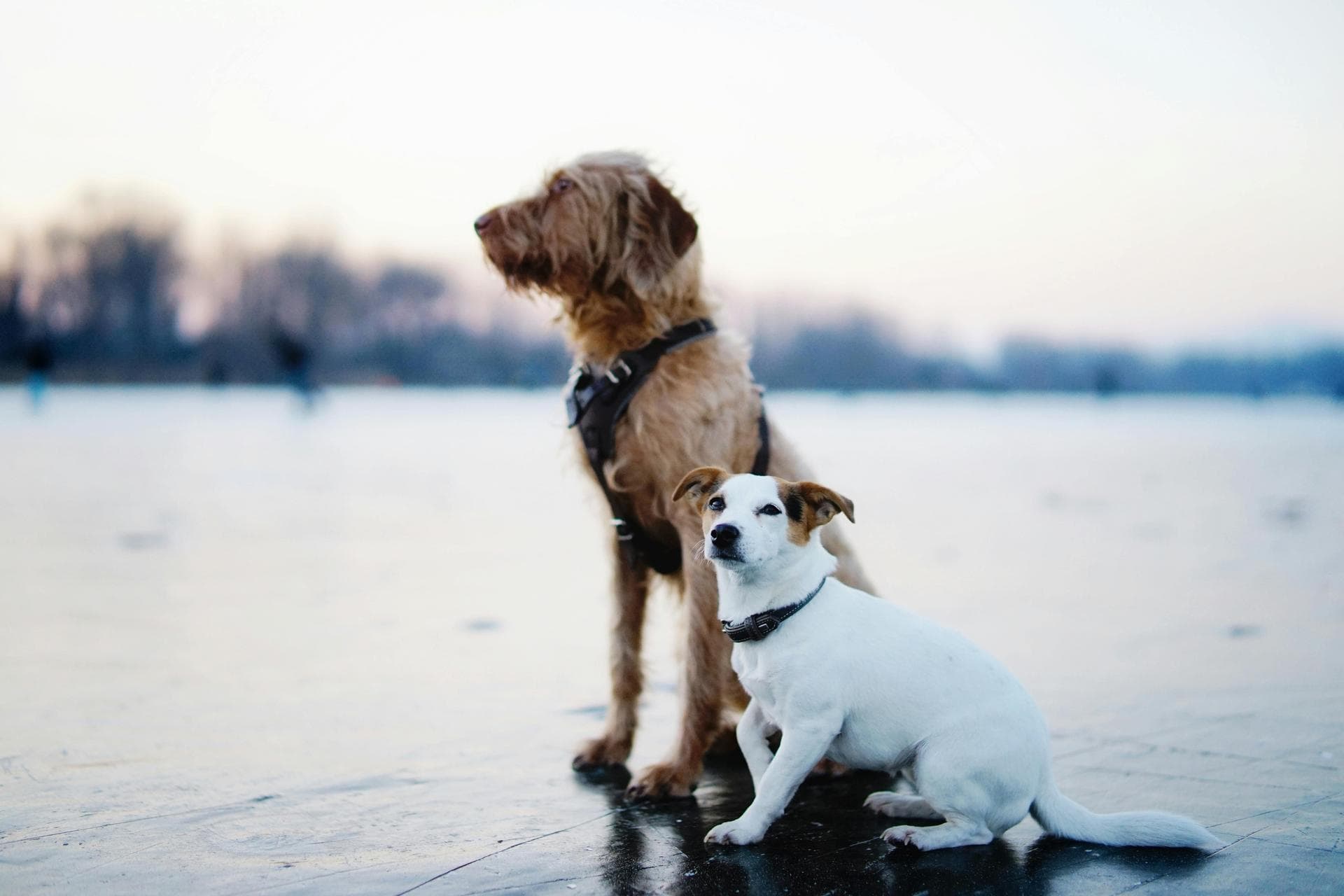 Dog Euthanasia Put Down Prices in Suffolk