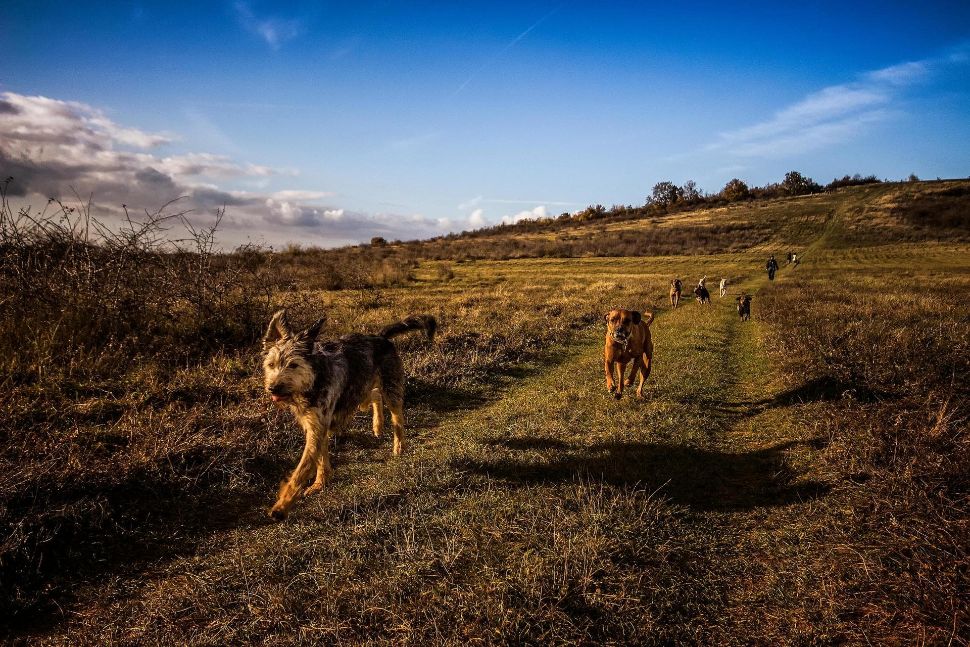 Dog Dental Prices in Suffolk