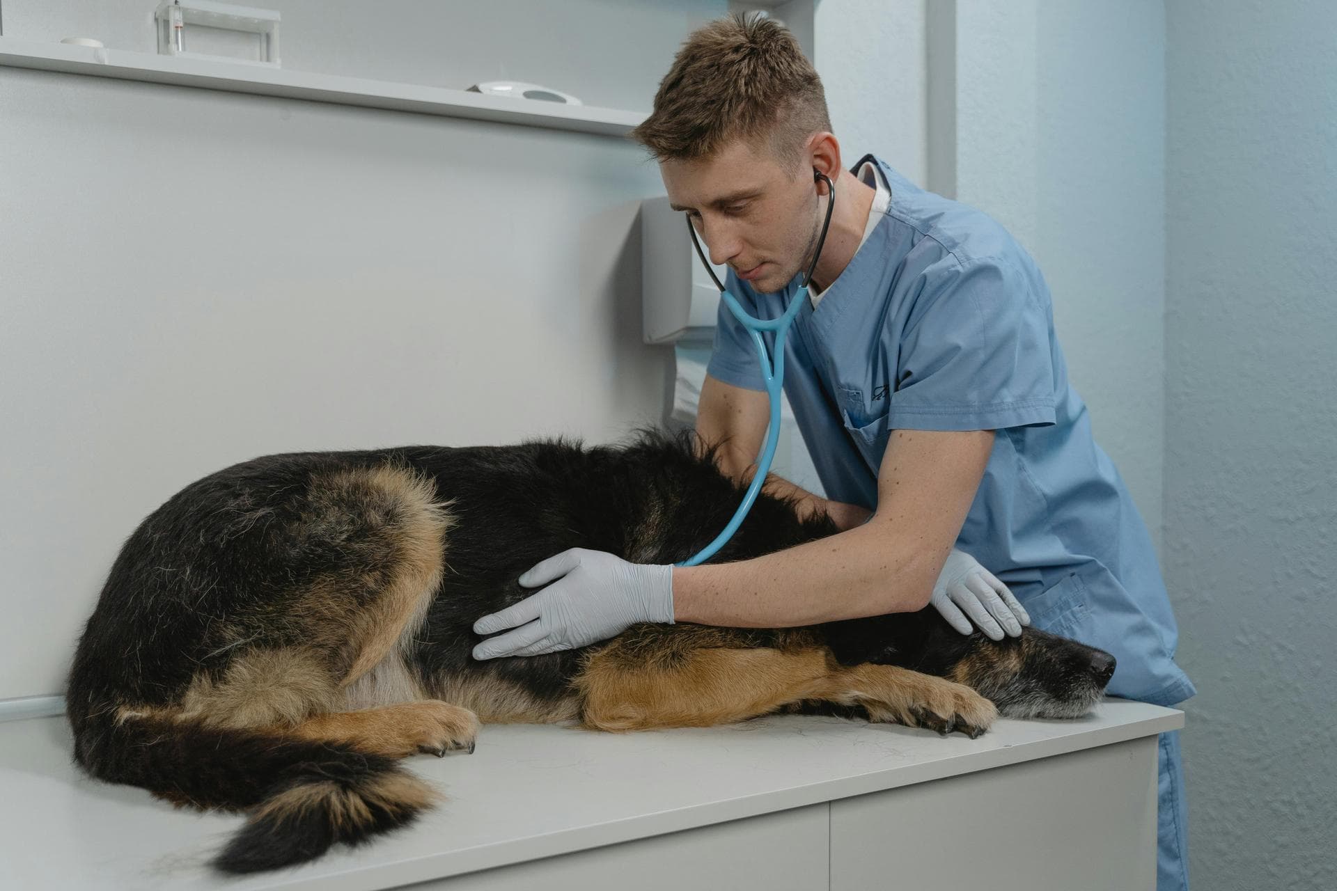 Cat Kitten Vaccinations Feline Leukaemia Prices in Suffolk