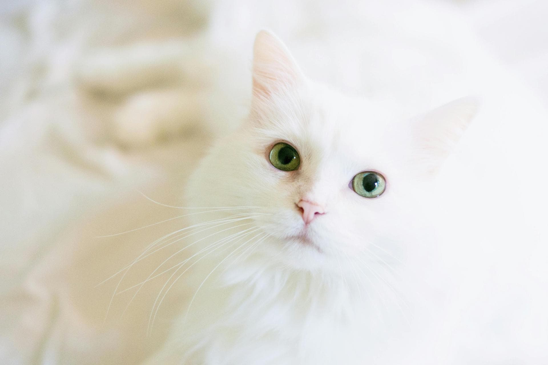 Dog & Cat Vets in Haverhill