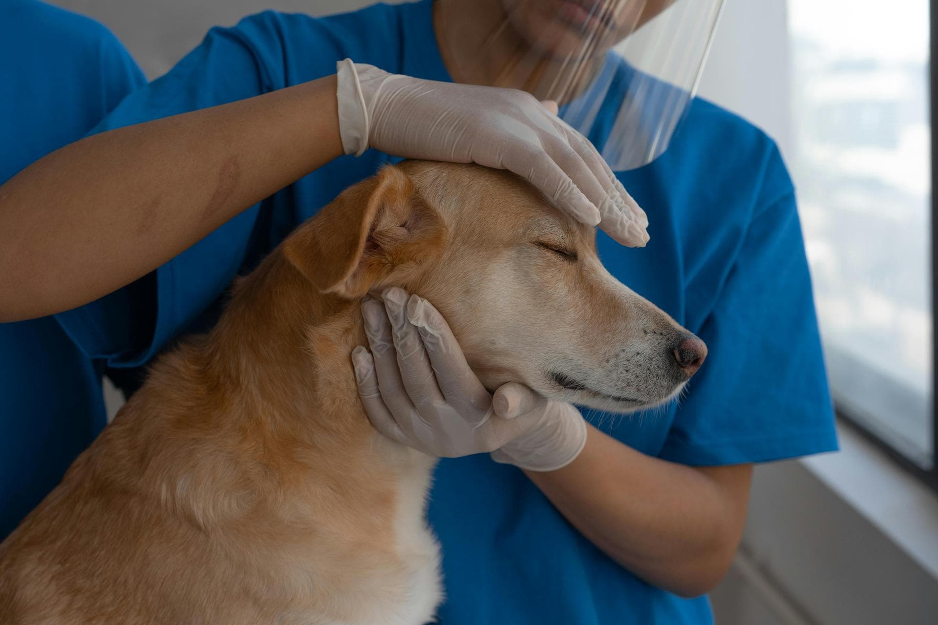 Dog & Cat Vets in Framlingham